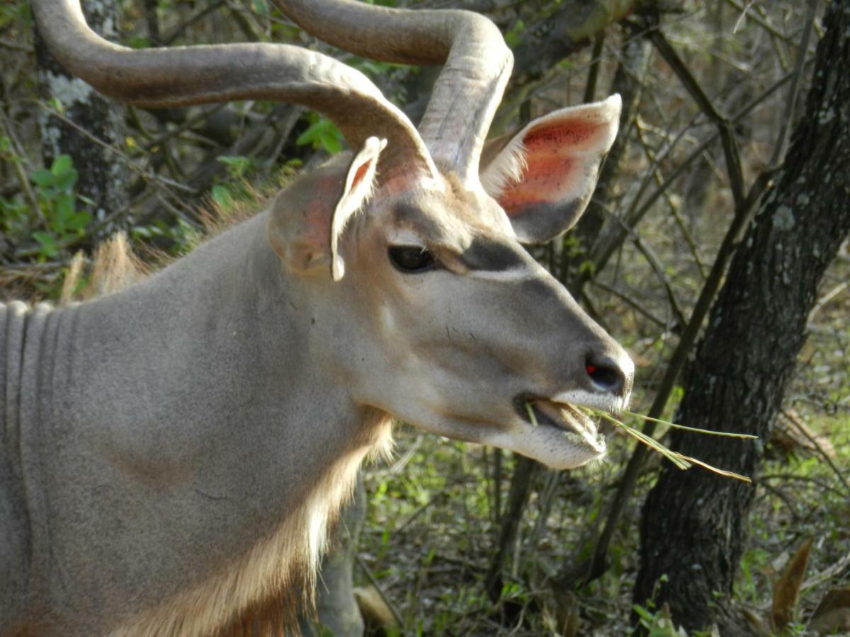Buffalo Marloth Park Exterior foto